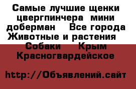 Самые лучшие щенки цвергпинчера (мини доберман) - Все города Животные и растения » Собаки   . Крым,Красногвардейское